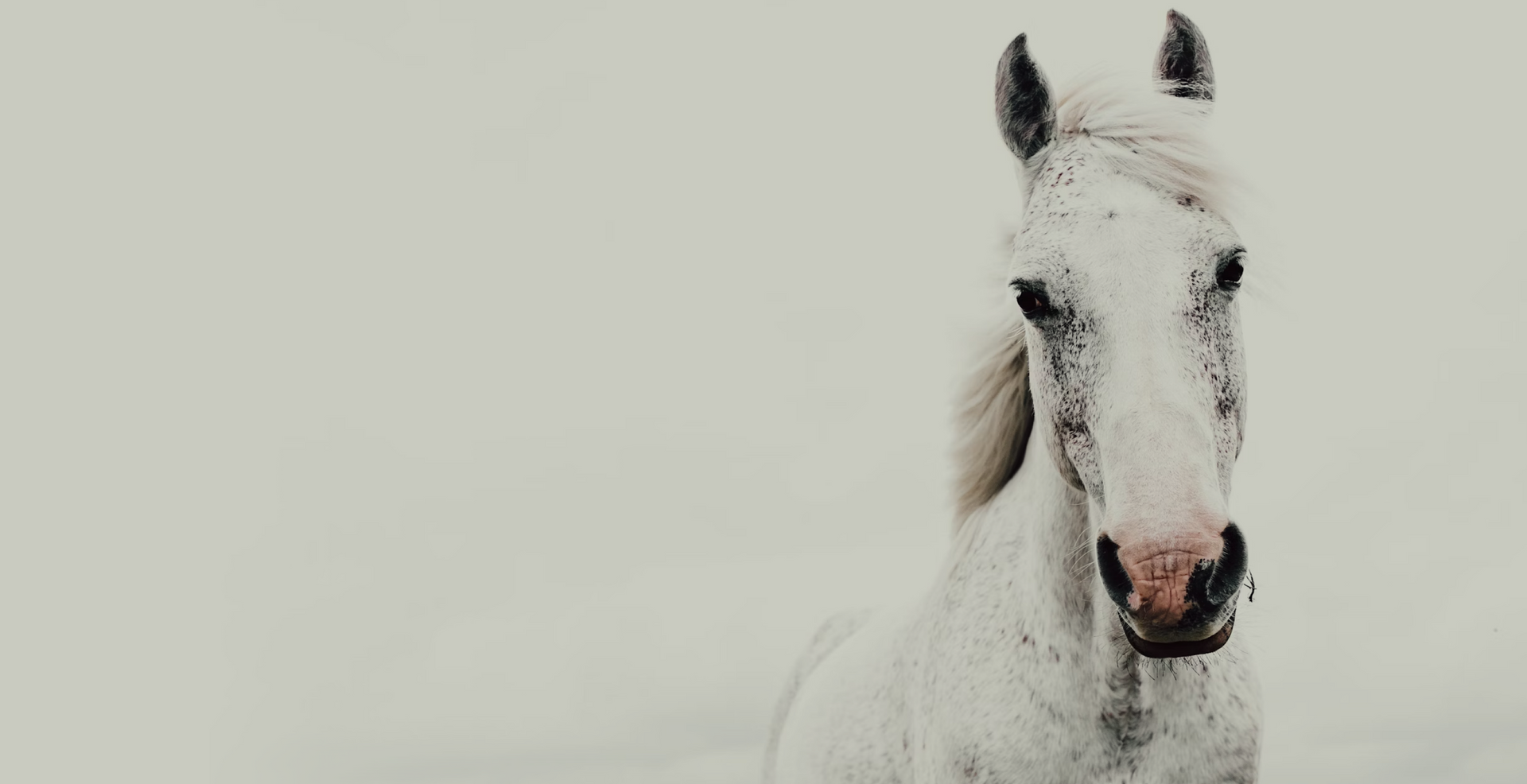 Reading Your Horse's Body Language: Better Communication Through Bits